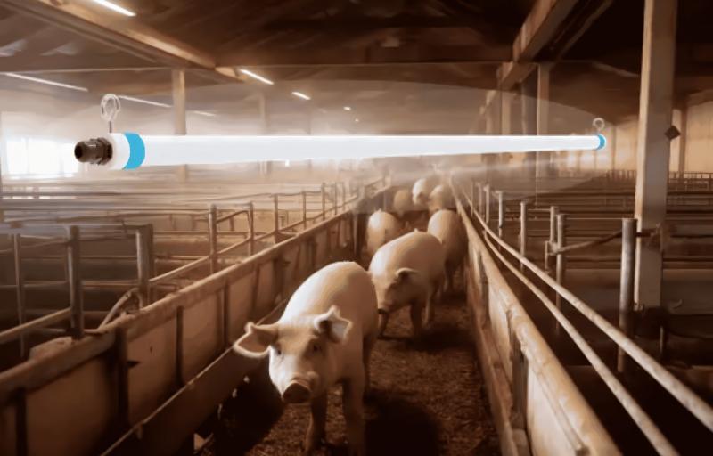 swine barn led lighting